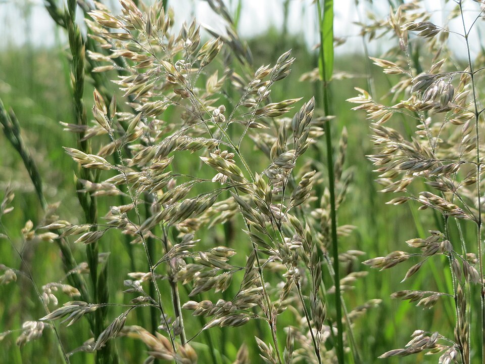 Poa pratensis (Kentucky Bluegrass) (alternate view 7)