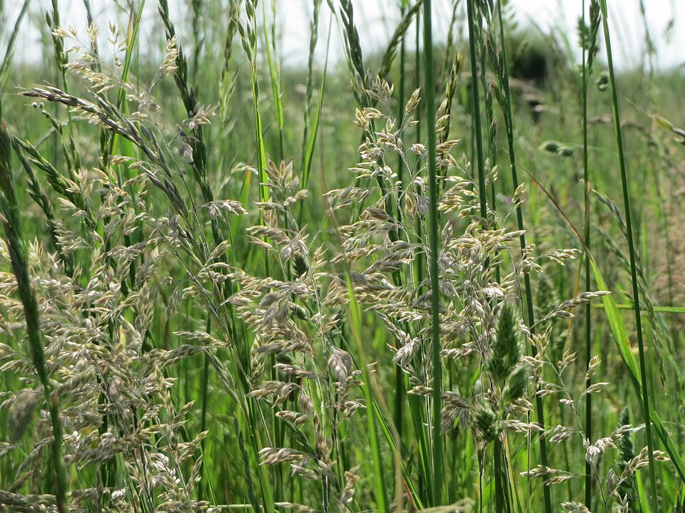 Poa pratensis (Kentucky Bluegrass) (alternate view 8)