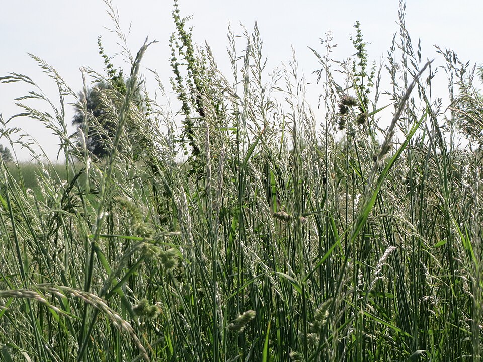 Arrhenatherum elatius (tall oat grass)
