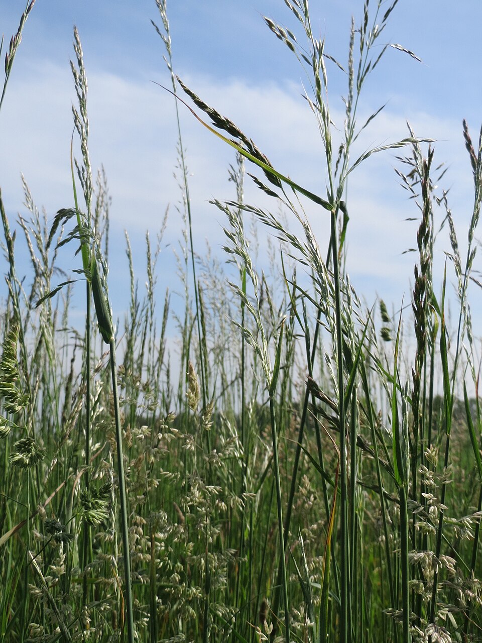 Arrhenatherum elatius (tall oat grass)