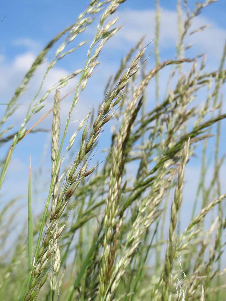 Arrhenatherum elatius (tall oat grass)