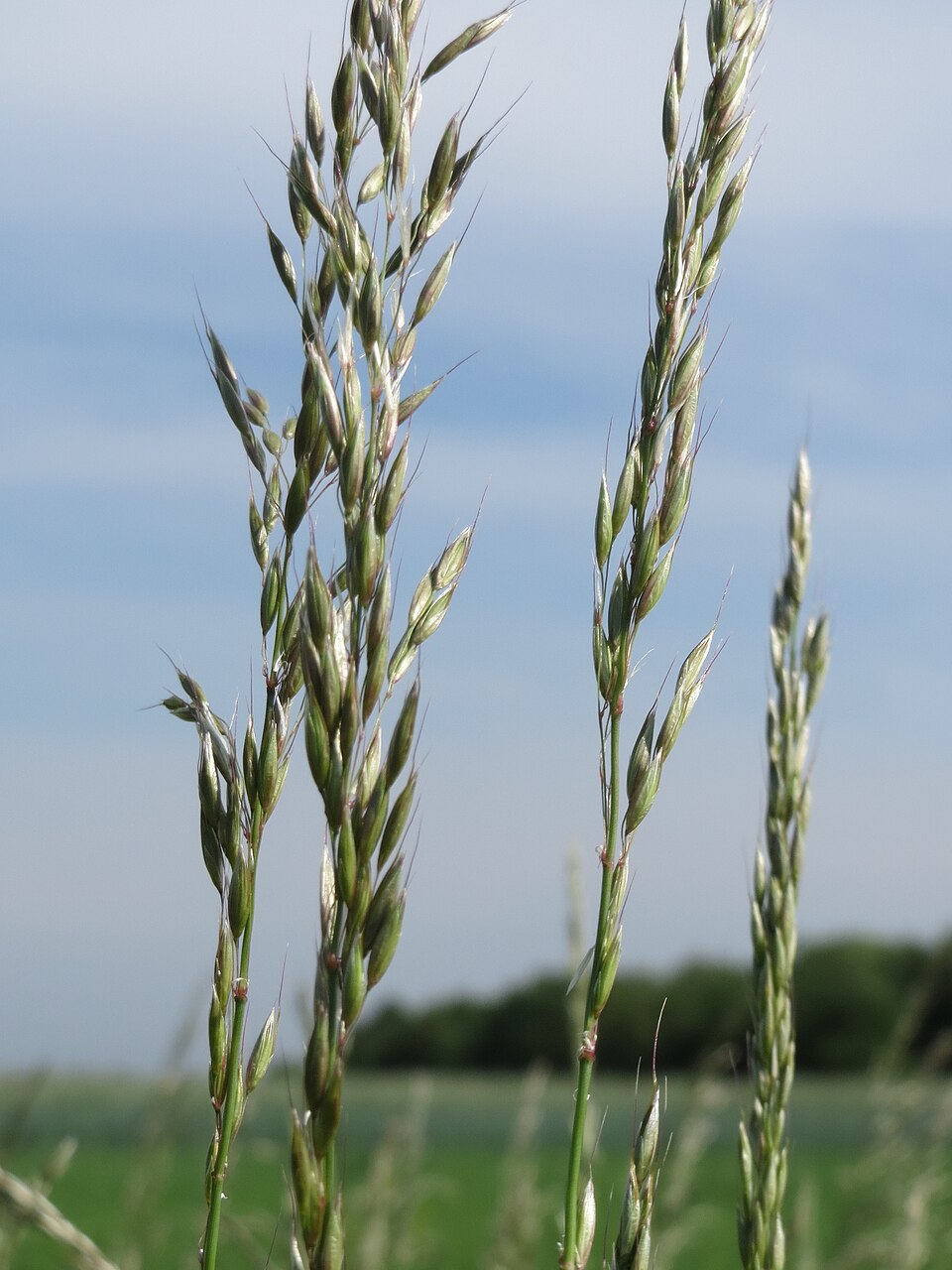 Arrhenatherum elatius (tall oat grass)