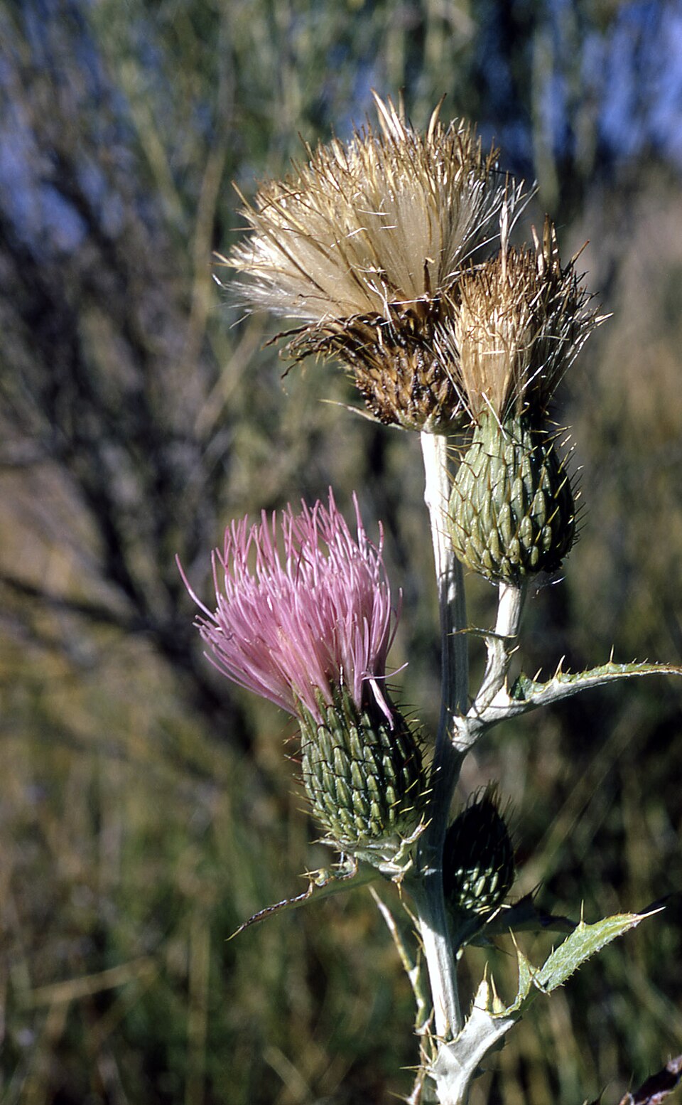 Cirsium undulatum (wavyleaf thistle) (alternate view 6)