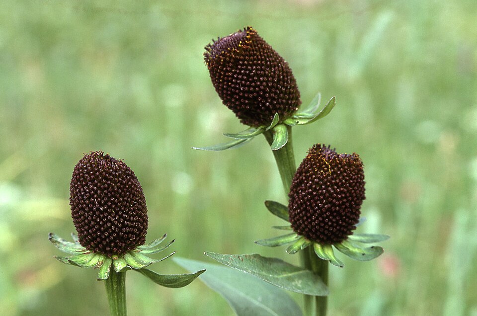 Rudbeckia occidentalis (Western Black-eyed Susan) (alternate view 6)