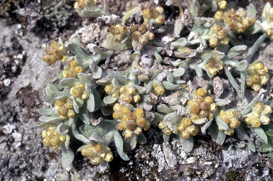 Pseudognaphalium stramineum (cottonbatting plant)