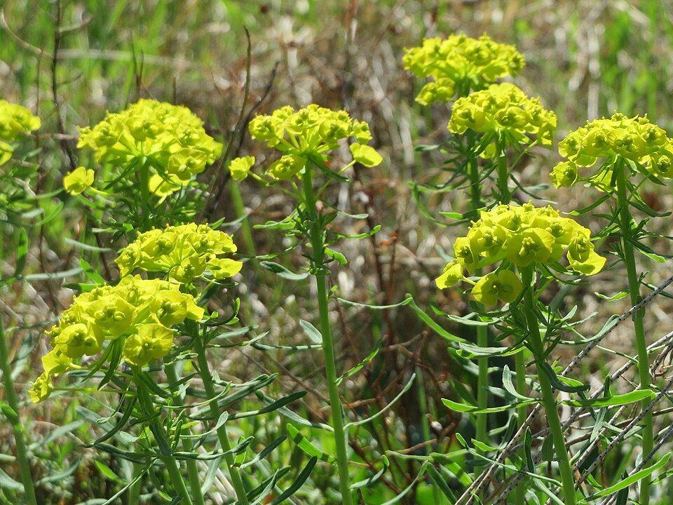 Euphorbia cyparissias (cypress spurge)