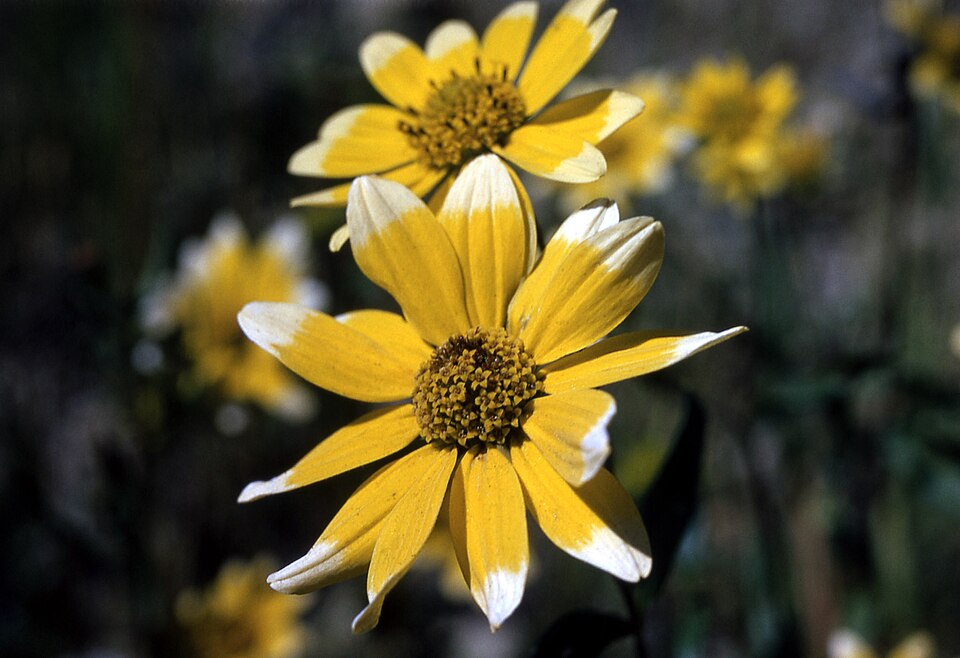 Heliomeris multiflora (showy goldeneye) (alternate view 6)