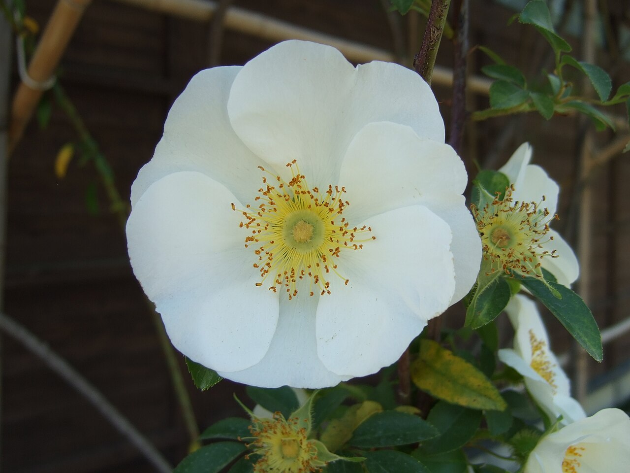 Rosa laevigata, Cherokee rose — climbing semi-evergreen (Rosaceae) (image 1 of 10)