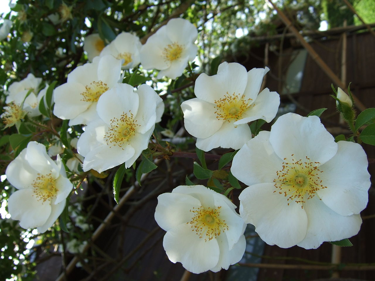 Rosa laevigata, Cherokee rose — climbing semi-evergreen (Rosaceae) (image 2 of 10)