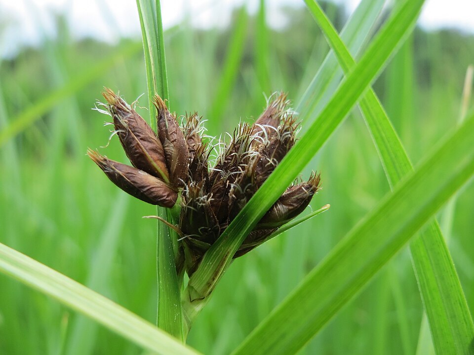 Bolboschoenus maritimus (sea clubrush)