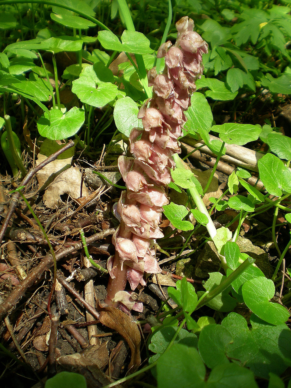 Lathraea squamaria (Common Toothwort)