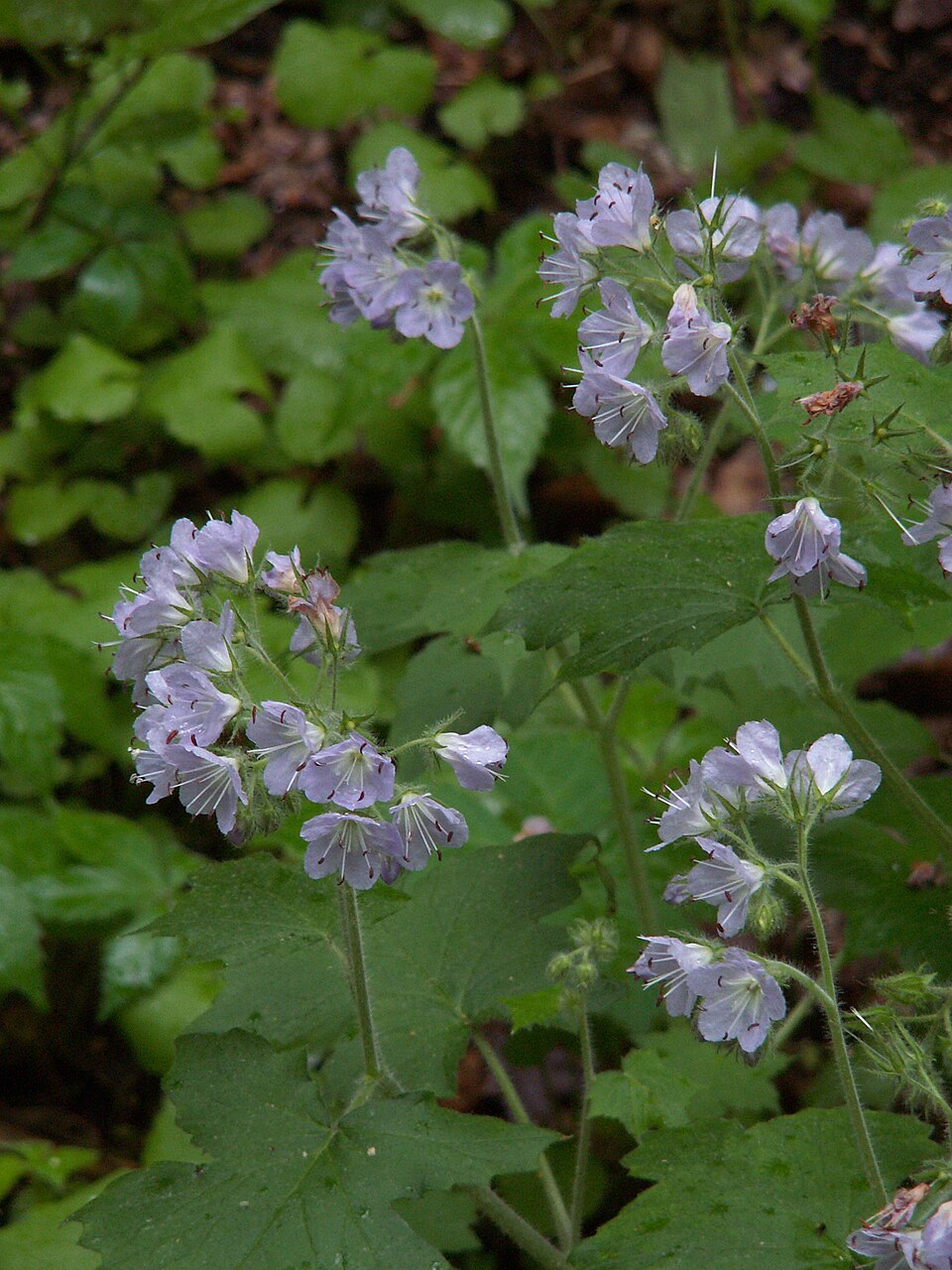 Hydrophyllum appendiculatum (great waterleaf) (alternate view 2)