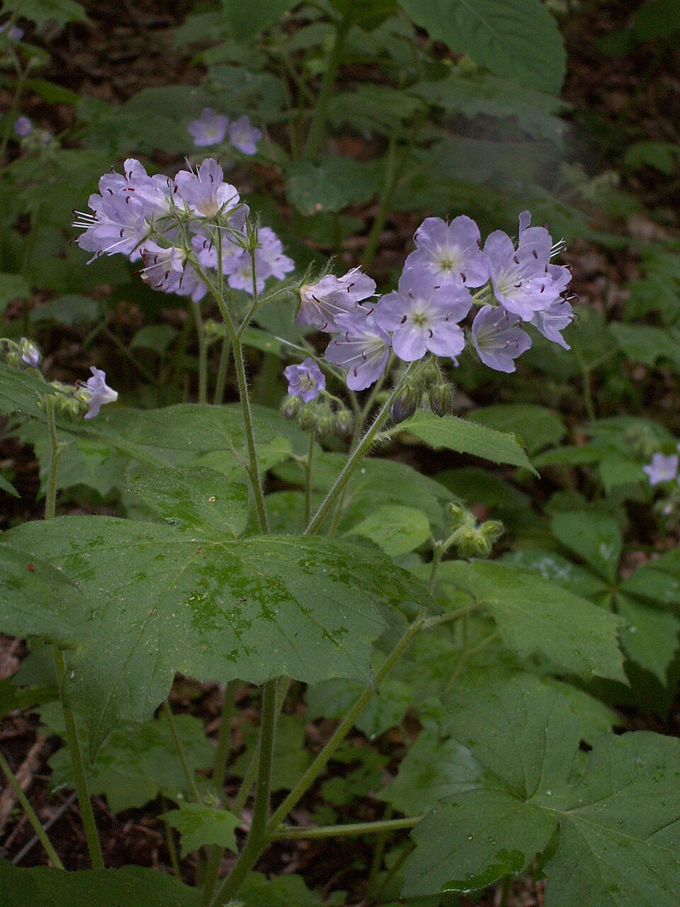 Hydrophyllum appendiculatum (great waterleaf) (alternate view 3)