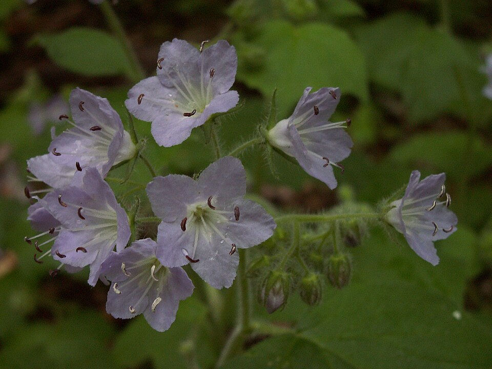 Hydrophyllum appendiculatum (great waterleaf) (alternate view 4)
