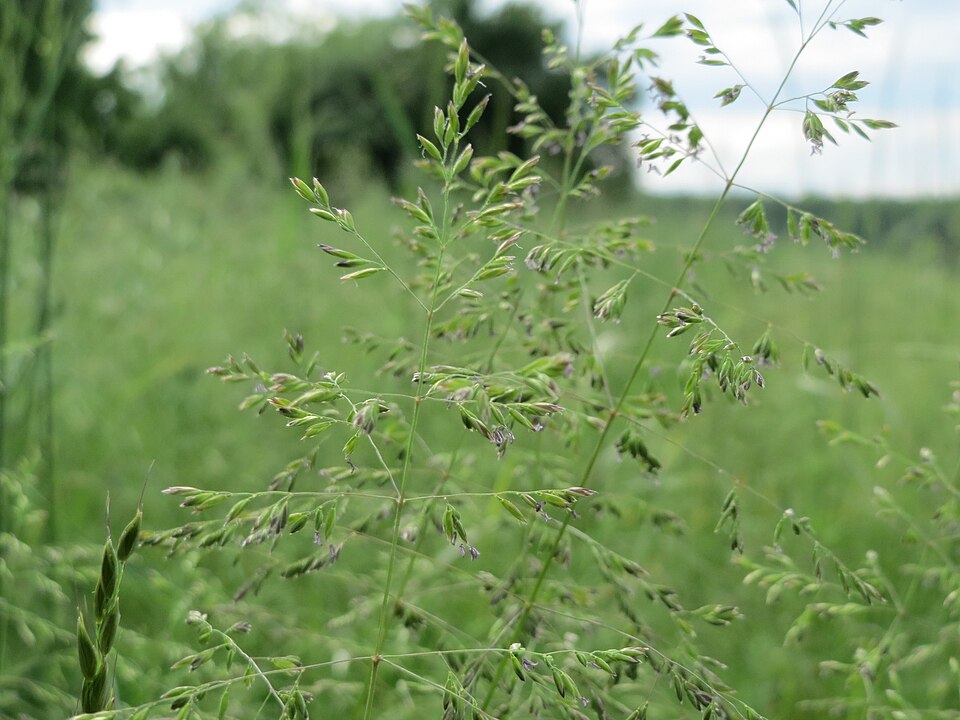 Poa trivialis (Rough Meadow-grass)