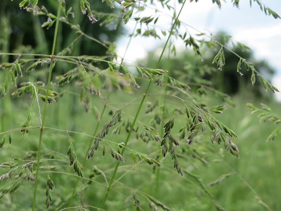 Poa trivialis (Rough Meadow-grass)