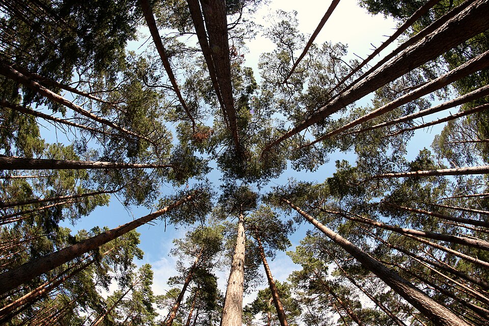 Pinus sylvestris (Scots Pine) (alternate view 13)