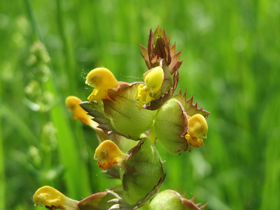 Rhinanthus minor (Yellow Rattle)