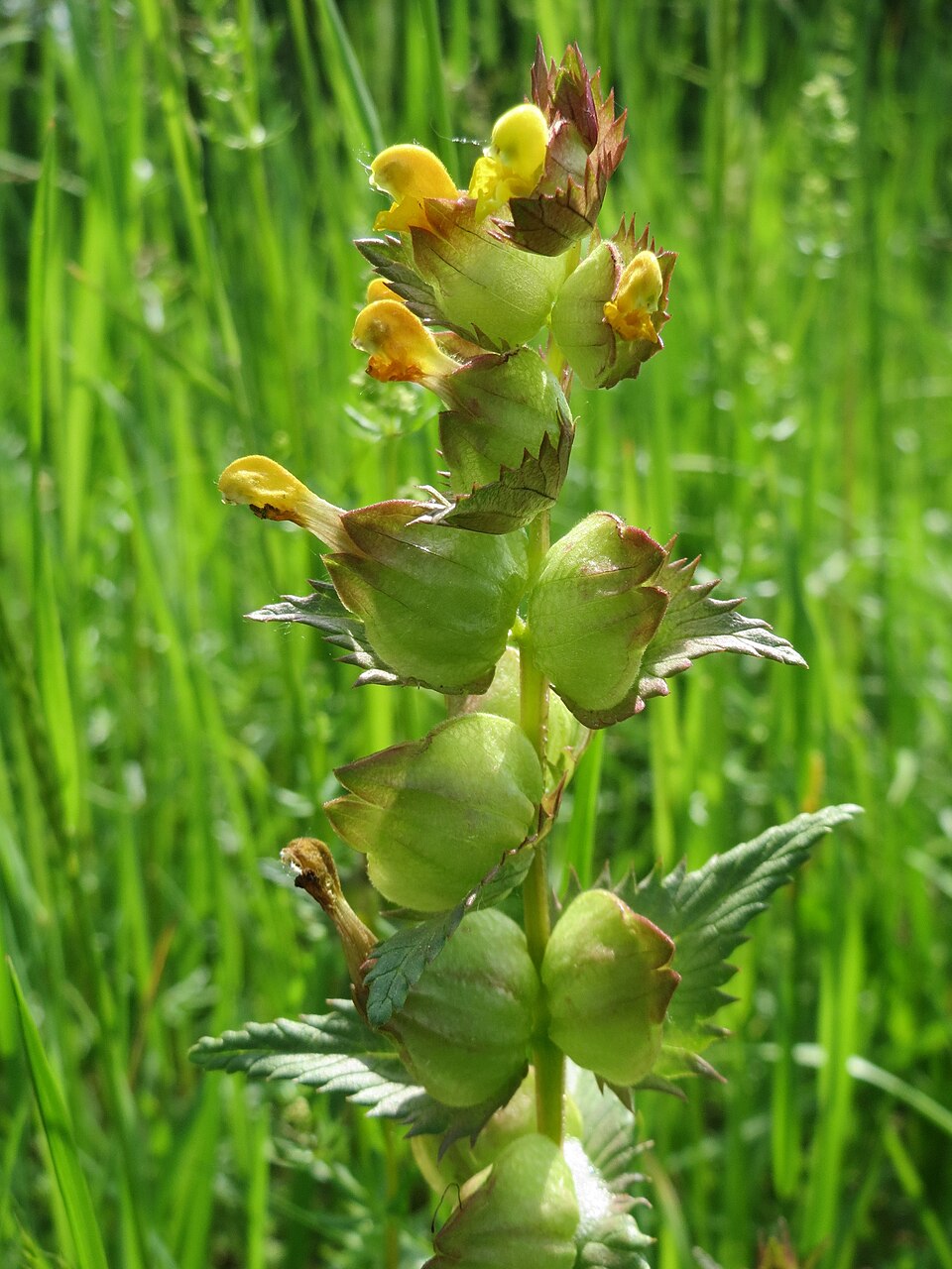 Rhinanthus minor (Yellow Rattle)