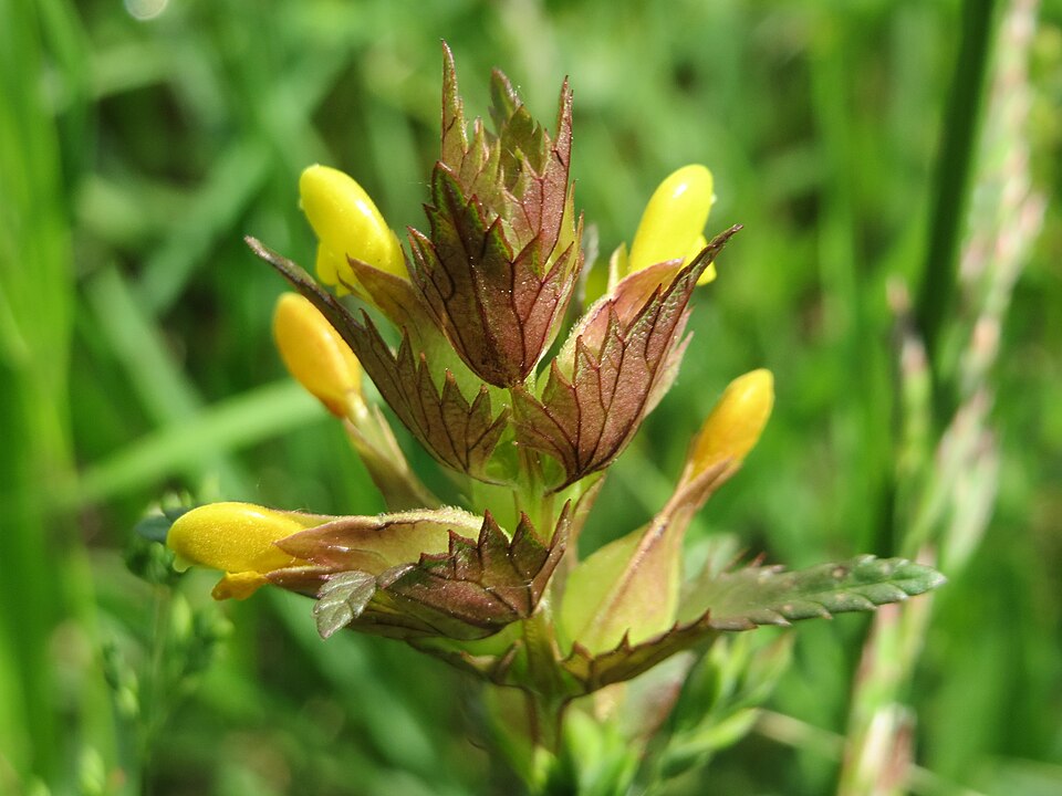 Rhinanthus minor (Yellow Rattle)
