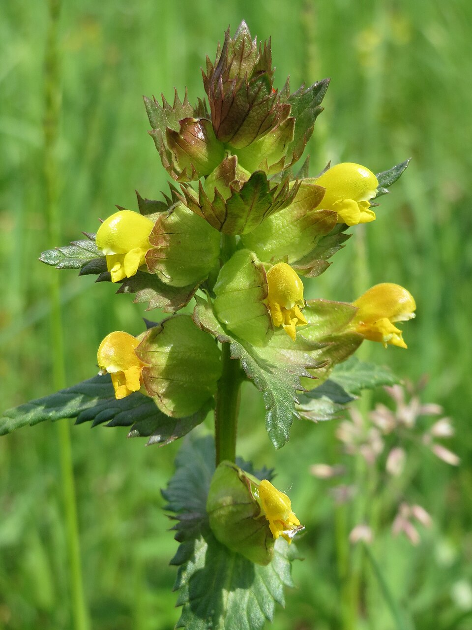 Rhinanthus minor (Yellow Rattle)