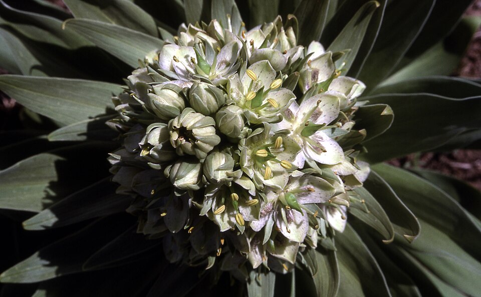 Frasera speciosa (monument plant) (alternate view 6)