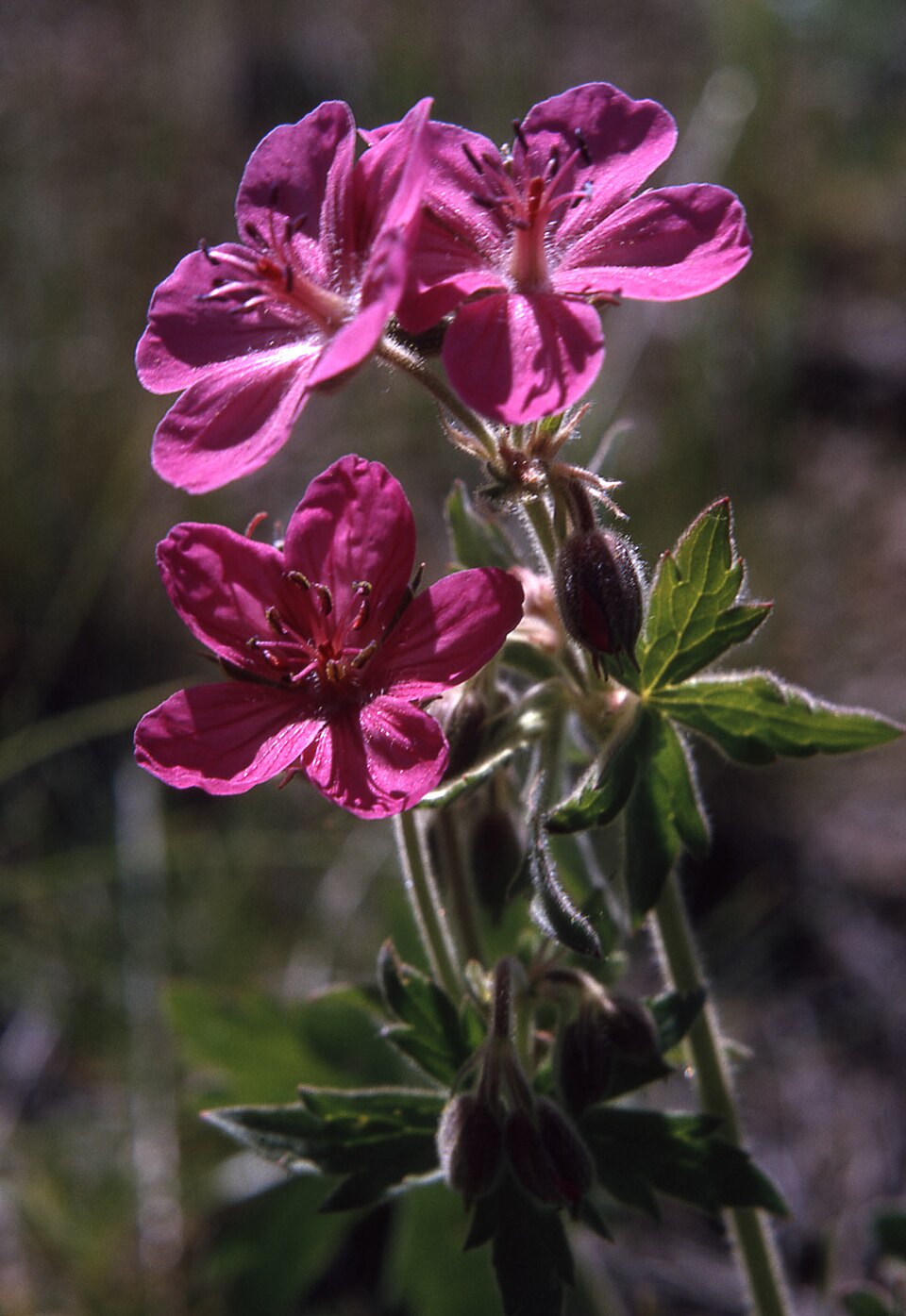 Geranium viscosissimum (sticky geranium) (alternate view 6)