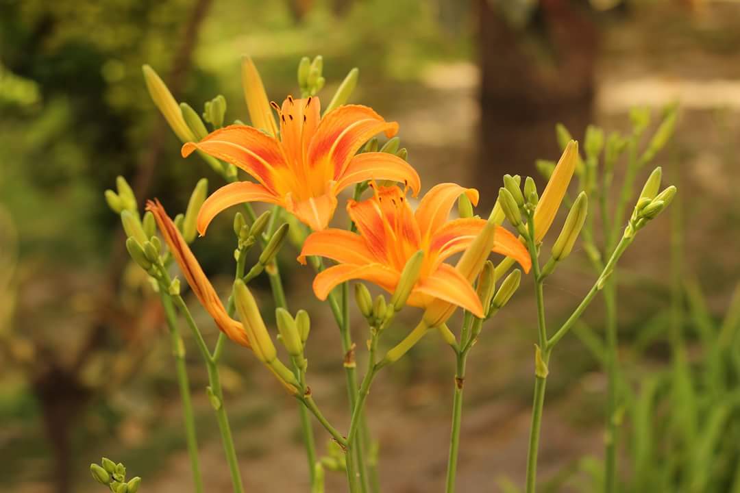 Hemerocallis fulva, Orange daylily — clumping deciduous (Asphodelaceae) (image 9 of 10)