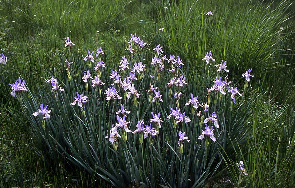 Iris missouriensis (Western Blue Flag Iris) (alternate view 6)