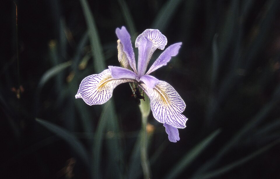 Iris missouriensis (Western Blue Flag Iris) (alternate view 7)