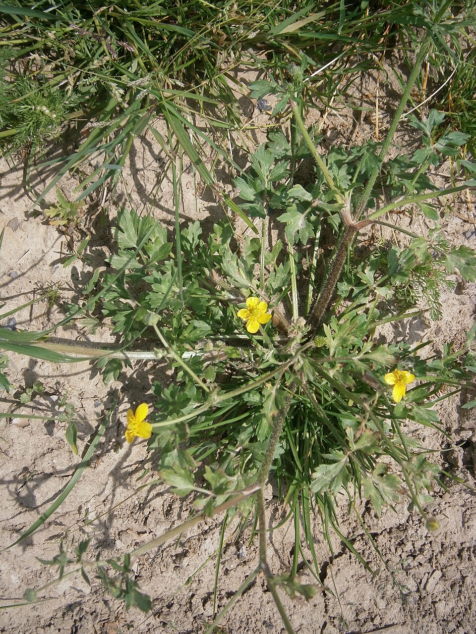 Ranunculus sardous (hairy buttercup) (alternate view 3)