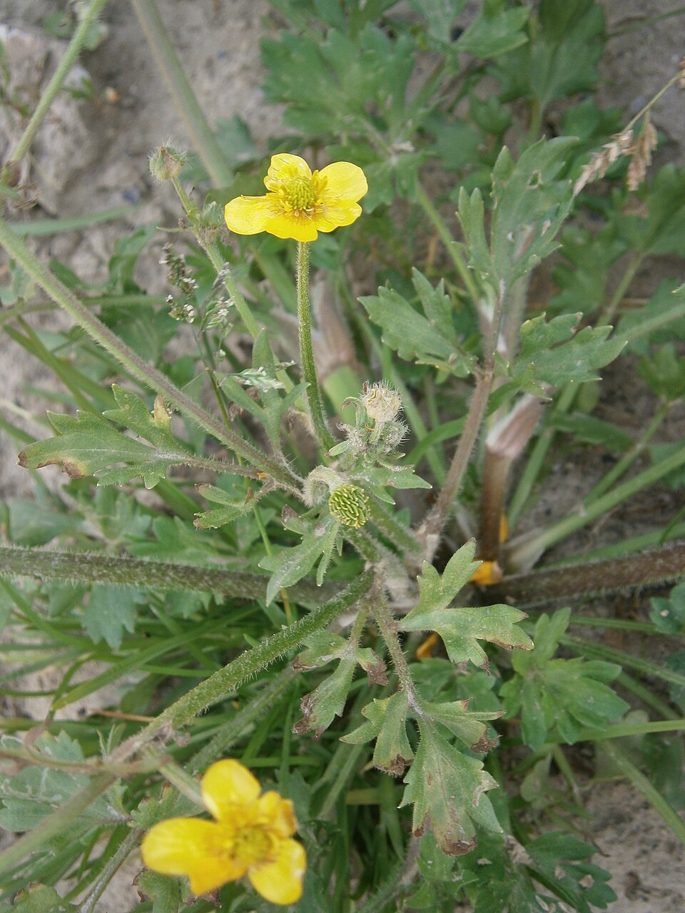 Ranunculus sardous (hairy buttercup) (alternate view 4)
