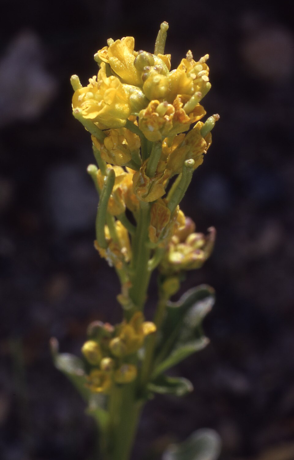 Barbarea orthoceras (American yellowrocket)