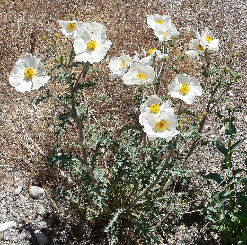 Argemone munita (flatbud prickly poppy)