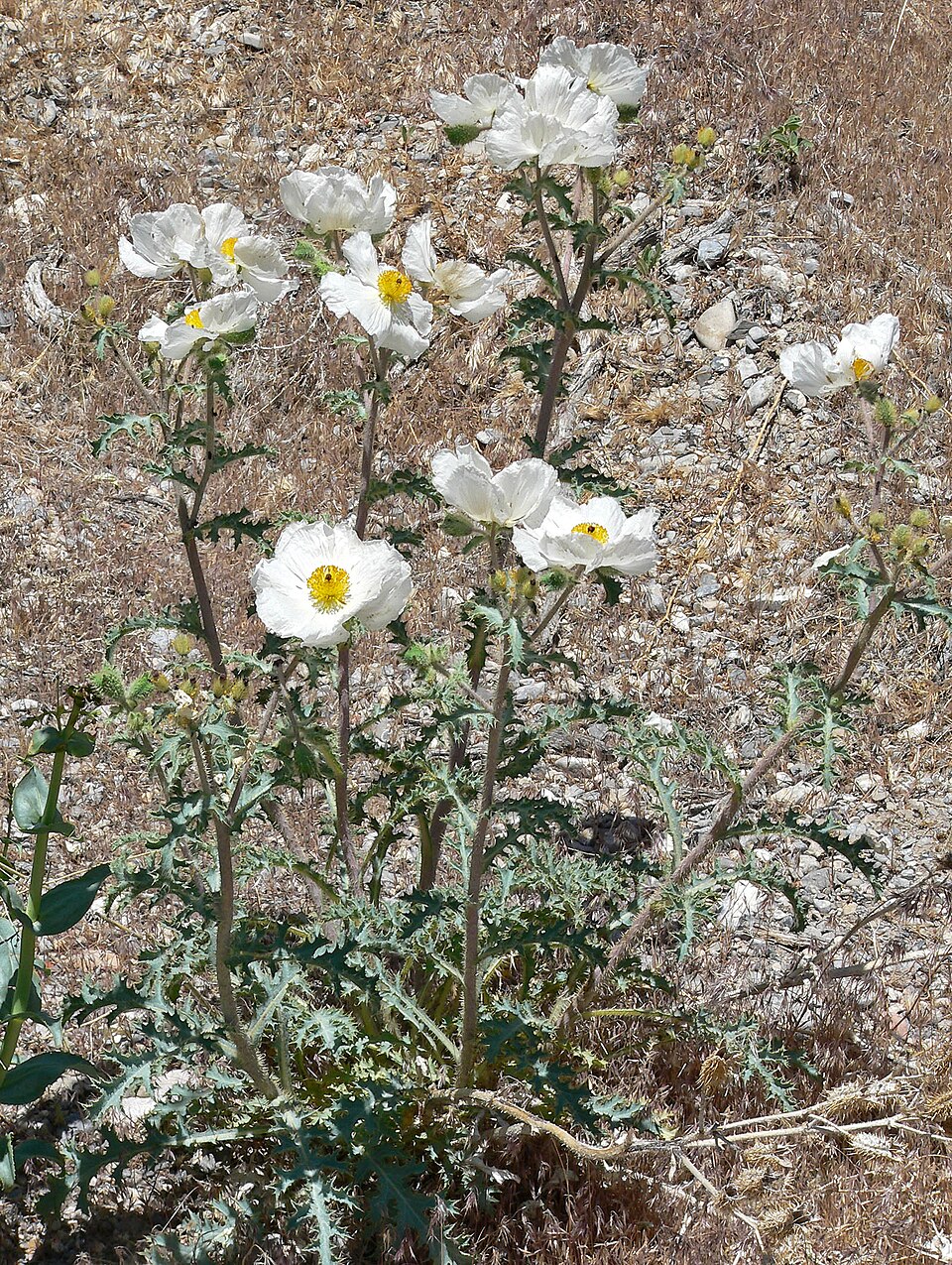 Argemone munita (flatbud prickly poppy) (alternate view 2)