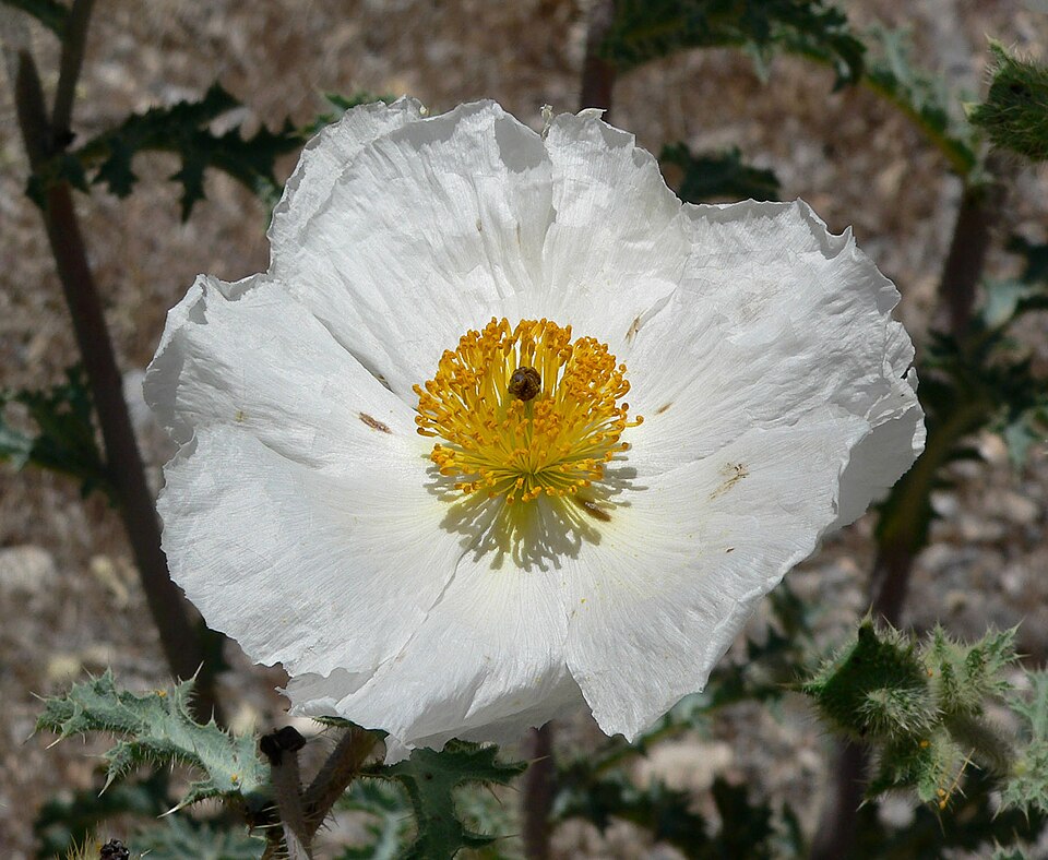 Argemone munita (flatbud prickly poppy) (alternate view 3)
