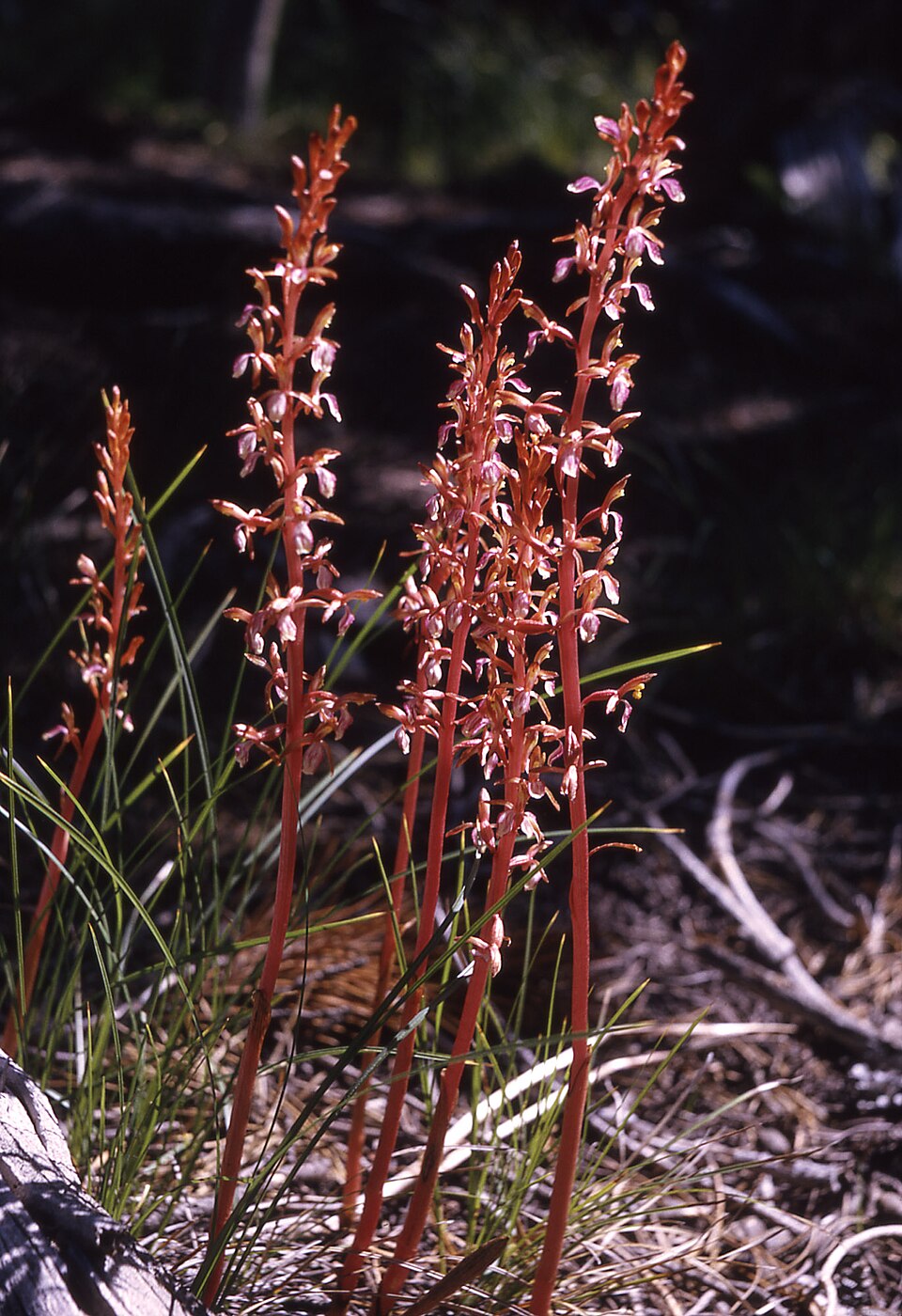 Corallorhiza mertensiana (Pacific coralroot) (alternate view 6)