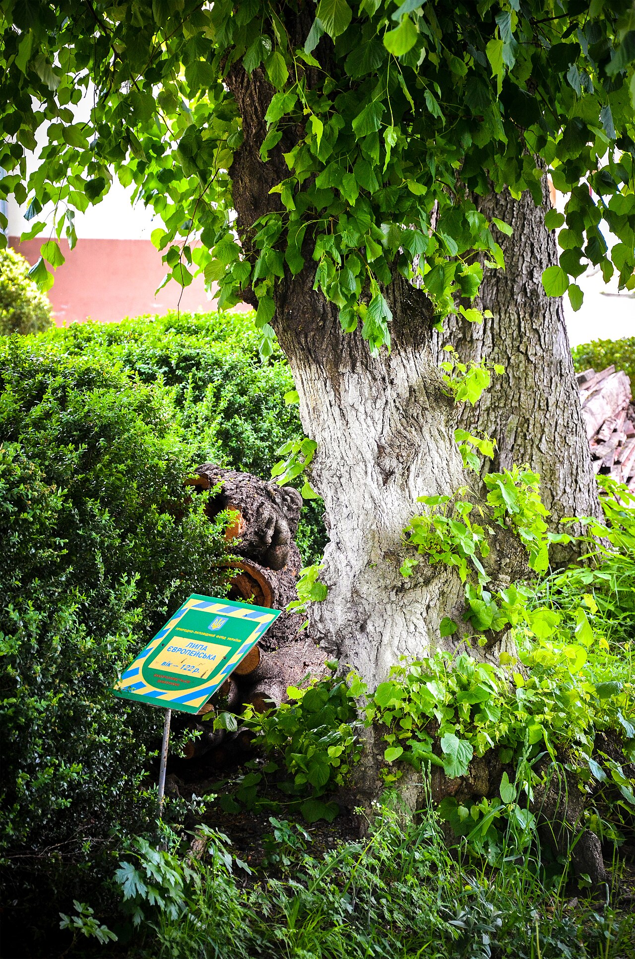 Tilia europaea (European Linden)