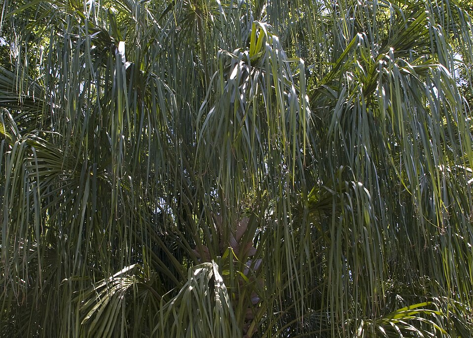 Livistona chinensis (Chinese Fan Palm) (alternate view 7)