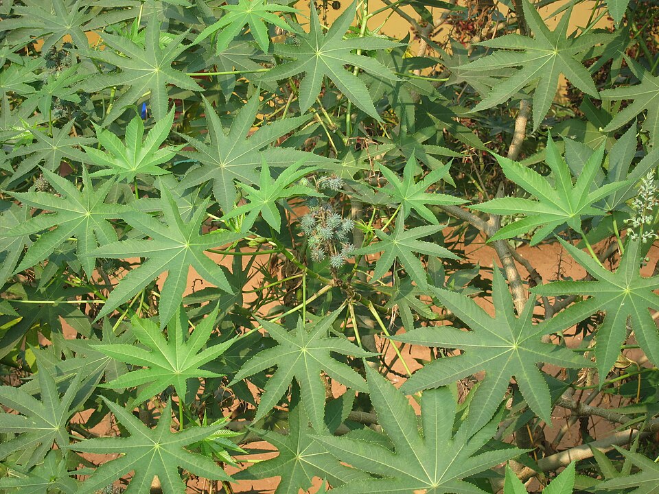 Ricinus communis (castor bean)