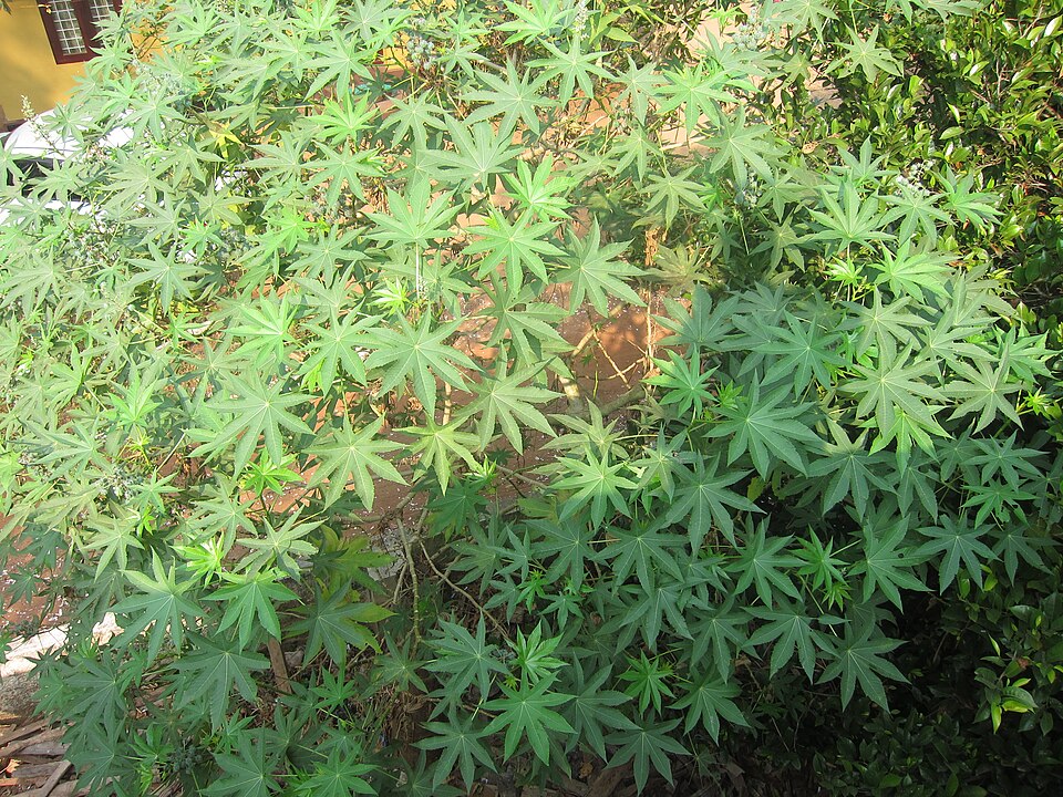 Ricinus communis (castor bean)