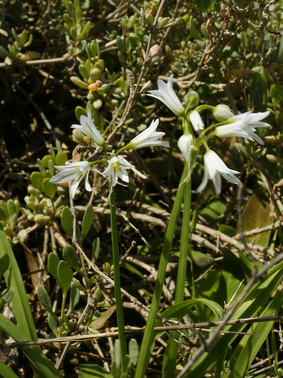 Allium triquetrum (Three-cornered garlic)