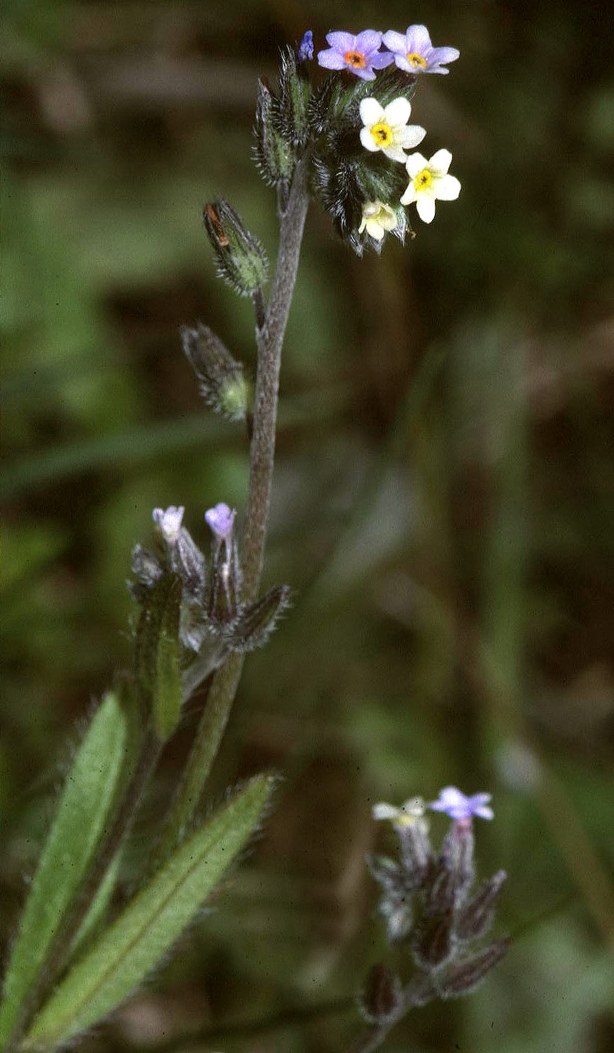 Myosotis discolor (Changing Forget-me-not)