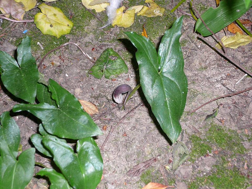 Arisarum proboscideum (Mouse Plant) (alternate view 6)