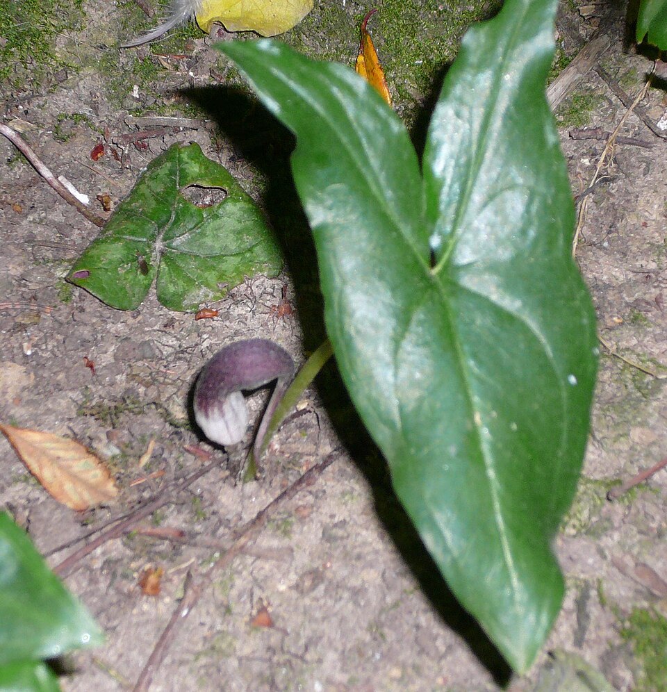 Arisarum proboscideum (Mouse Plant) (alternate view 7)