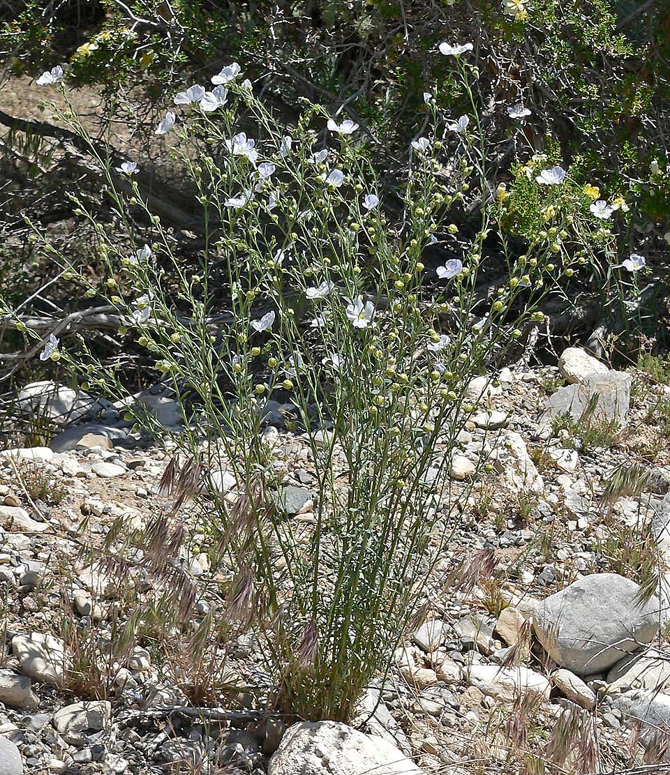 Linum lewisii (Lewis flax) (alternate view 4)