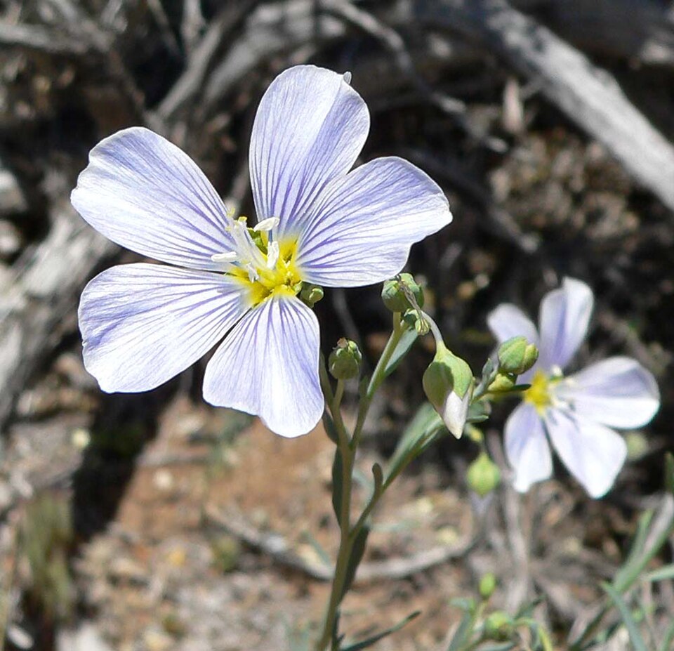 Linum lewisii (Lewis flax) (alternate view 5)