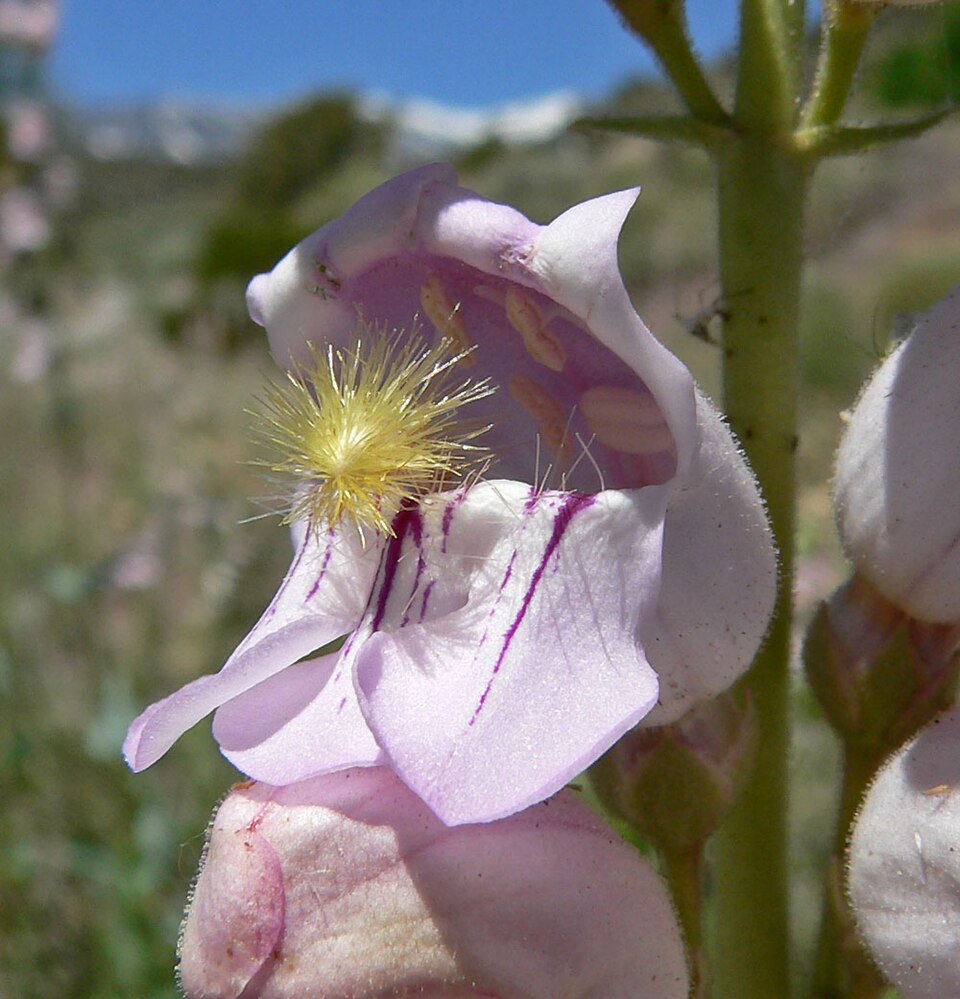 Penstemon palmeri (Palmer's penstemon) (alternate view 5)