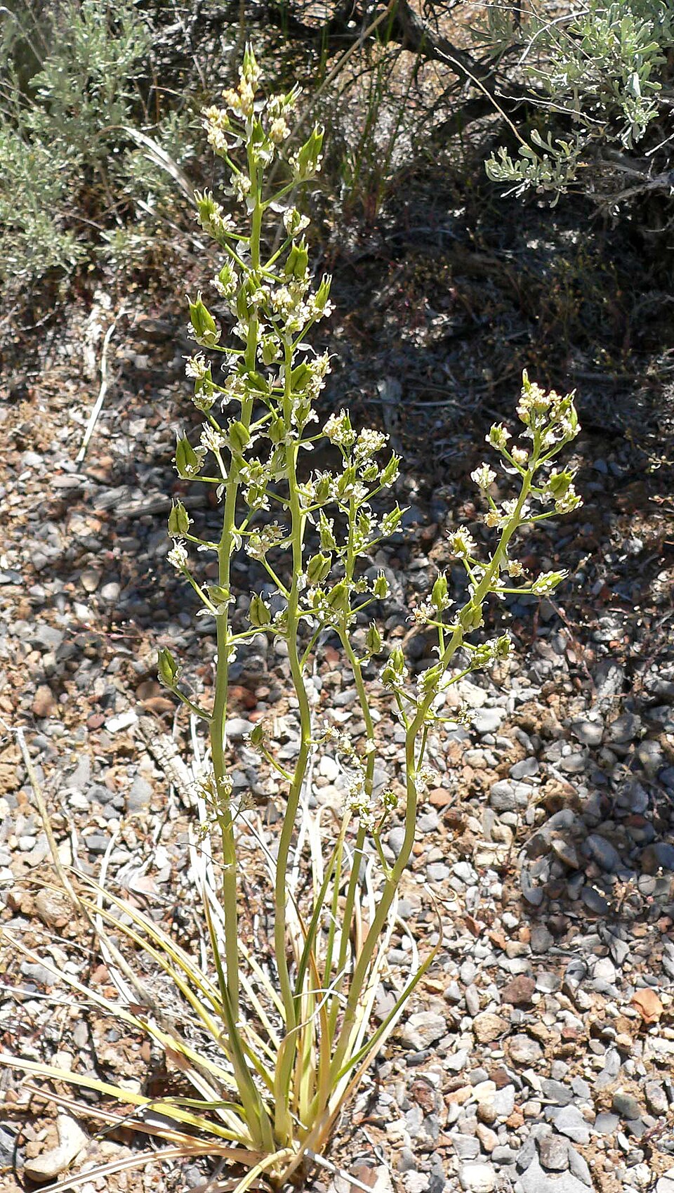 Toxicoscordion paniculatum (foothill deathcamas)