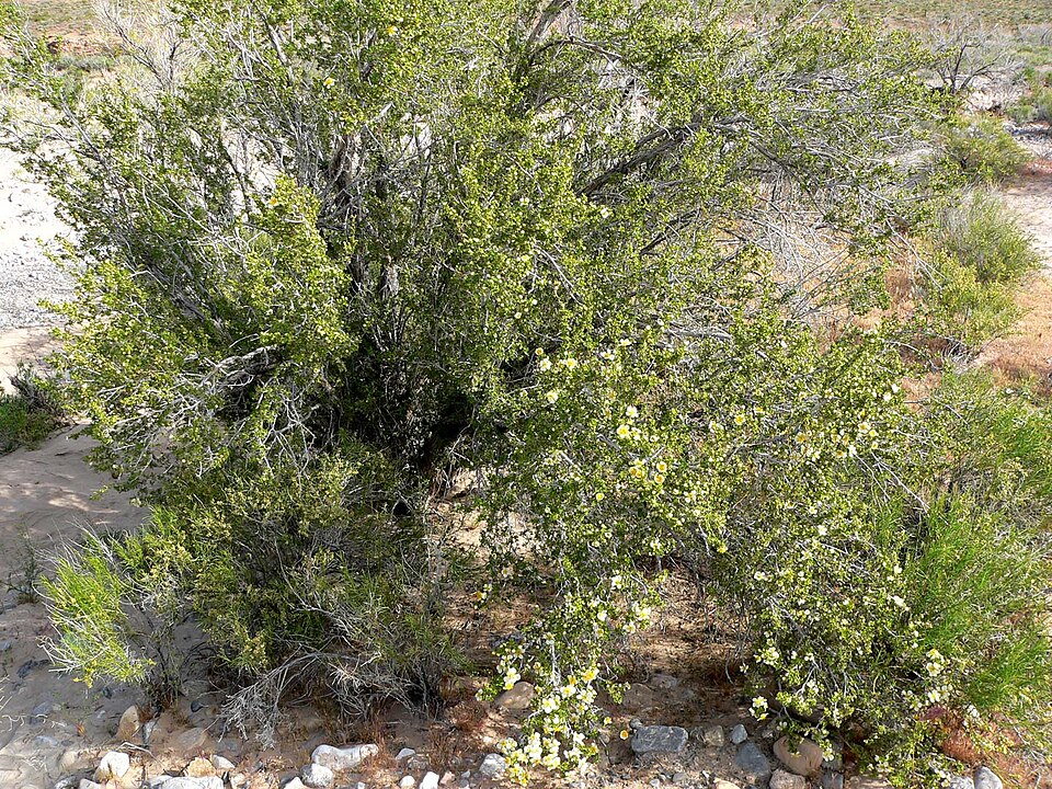Purshia stansburyana (Stansbury's Cliffrose) (alternate view 6)